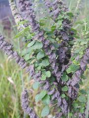 Mesosphaerum pectinatum