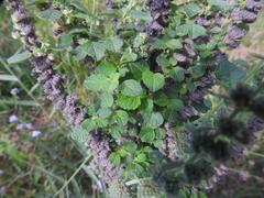 Mesosphaerum pectinatum