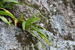 Lepisorus ussuriensis