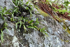 Lepisorus ussuriensis