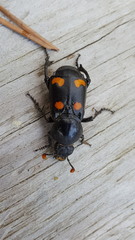Nicrophorus carolina