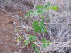 Phyllanthus reticulatus reticulatus
