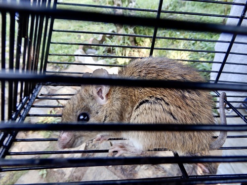 Sahyadris Forest Rat