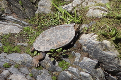 Mauremys japonica