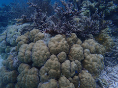 Porites lobata