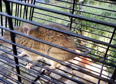 Rattus satarae