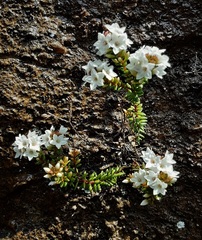 Epacris muelleri