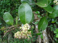 Scolopia chinensis
