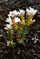 Epacris muelleri