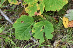 Acer tegmentosum