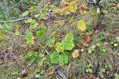 Acer tegmentosum
