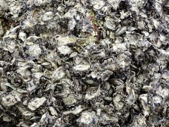 Saccostrea cuccullata