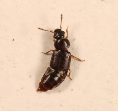 Acrolocha sulcula