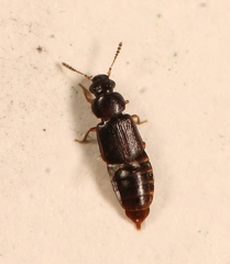 Acrolocha sulcula