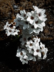 Epacris muelleri