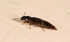 Acrolocha sulcula