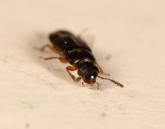 Acrolocha sulcula