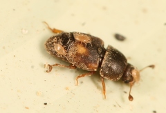 Carpophilus hemipterus
