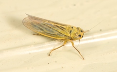 Cicadula
