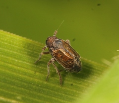 Delphacodes venosus