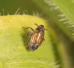 Delphacodes venosus