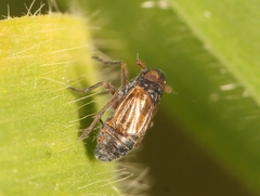 Delphacodes venosus