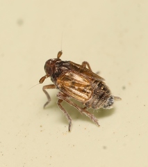 Delphacodes venosus