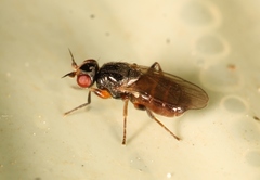 Elachiptera diastema