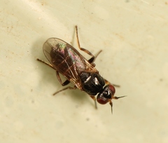 Elachiptera diastema