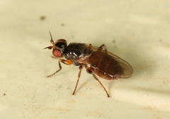 Elachiptera diastema