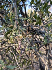 Ceropegia haygarthii