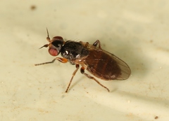 Elachiptera diastema