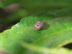 Palaua minor