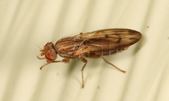 Opomyza germinationis