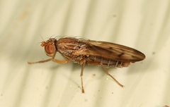 Opomyza germinationis