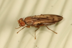 Opomyza germinationis