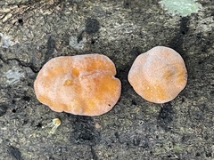 Trichoderma rogersonii