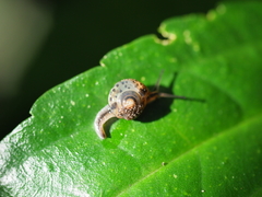 Palaua minor