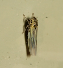 Zyginidia scutellaris