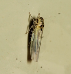 Zyginidia scutellaris