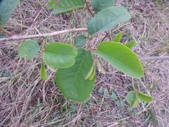Annona senegalensis senegalensis
