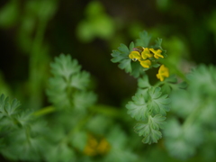 Corydalis moorcroftiana