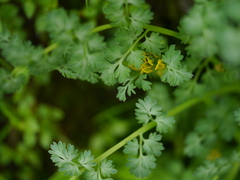 Corydalis moorcroftiana