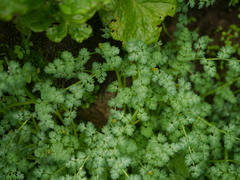 Corydalis moorcroftiana