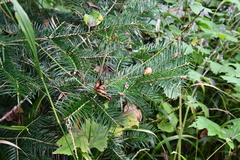 Abies holophylla