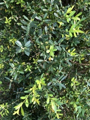 Buxus bodinieri