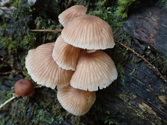 Marasmius maximus