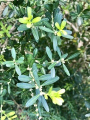 Buxus bodinieri