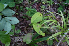 Vincetoxicum ascyrifolium