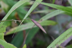 Vincetoxicum ascyrifolium